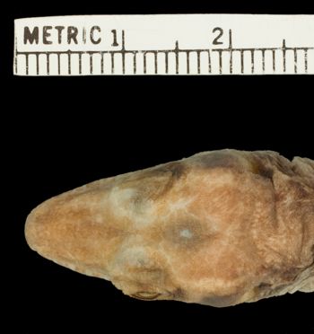 Media type: image;   Herpetology R-26950
